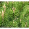 Kép 2/2 - Feketefenyő - Pinus nigra 150/200cm VÁGOTT