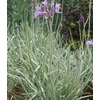 Kép 1/2 - Tulbaghia violacea 'Variegata'