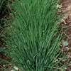 Kép 1/2 - Allium schoenoprasum 'Staro'