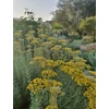 Kép 1/2 - Helichrysum italicum