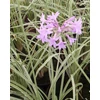 Kép 2/2 - Csillagvirág fokföldi/Fokhagyma fokföldi - Tulbaghia violacea 'Variegata' 20/30cm K10,5cm