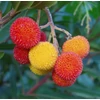 Kép 1/3 - Arbutus unedo
