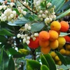 Kép 3/3 - Szamócafa nyugati TÉLÁLLÓ - Arbutus unedo 30/40cm K2l
