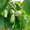 Kép 1/4 - Asimina triloba
