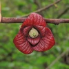 Kép 3/4 - Annónacserje (Papau, Indián banán) - Asimina triloba 60/80cm K7,5l