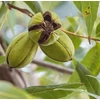 Kép 1/2 - Carya illinoinensis 'Mahan'