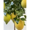 Kép 1/2 - Citrus limon 'Carrubaro'