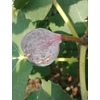 Kép 2/2 - Füge (konténeres) - Ficus carica 'Pastiliere' 80/100cm K3l