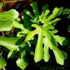 Kép 3/3 - Füge (konténeres) - Ficus carica 'Ronde de Bordeaux' 40/60cm K3l