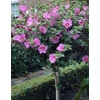 Kép 1/2 - Hibiscus syriacus 'Woodbridge'
