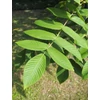 Kép 3/3 - Dió japán szívdió - Juglans ailantifolia var. Cordiformis 100/125cm K3l
