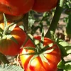 Kép 3/3 - Paradicsom befőző zöldség vetőmag - Lycopersicon lycopersicum 'Kecskeméti 3  F1' 20szem