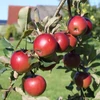 Kép 2/2 - Alma (konténeres) - Malus domestica 'Csányi Jonathan' 150/175cm K10l