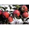 Kép 2/2 - Alma oszlopos törpe (konténeres) - Malus domestica 'Pidi Merlin' 80/100cm K10l