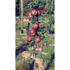 Kép 1/2 - Alma oszlopos törpe (konténeres) - Malus domestica 'Pidi Merlin' 80/100cm K10l