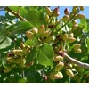 Kép 1/2 - Pistacia vera 'Kerman'