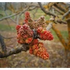 Kép 1/2 - Pistacia vera 'Peters'