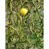 Kép 1/4 - Poncirus trifoliata 'Flying Dragon' 
