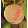 Kép 1/2 - Prunus persica 'Melred'