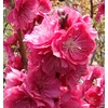 Kép 2/2 - Őszibarack (konténeres) - Prunus persica 'Melred' 175/200cm K10l