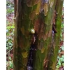 Kép 2/2 - Birs kínai hamis - Pseudocydonia sinensis 100/125cm K1,5l
