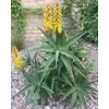Kép 2/3 - Aloé karoo dél-afrikai fagytűrő - Aloe striatula 20/30cm K2L