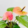 Kép 1/2 - Anthurium 'Pink'