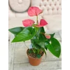 Kép 2/2 - Flamingóvirág - Anthurium mix 30/40cm K12cm