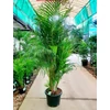 Kép 2/2 - Pálma arany (pálma areca) - Areca lutescens 40/60cm K12cm