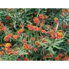 Kép 2/2 - Leander kínai/Selyemkóró skarlát - Asclepias curassavica 30/40cm K2l