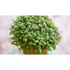 Kép 1/2 - Callisia repens 