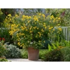 Kép 1/3 - Cassia corymbosa