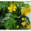 Kép 2/3 - Szennacserje - Cassia corymbosa 40/60cm K12cm