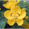Kép 3/3 - Szennacserje - Cassia corymbosa 40/60cm K12cm