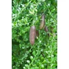 Kép 2/2 - Citrom ausztrál kaviár - Citrus australasica 'Finger Lime' K20 20/30cm T20