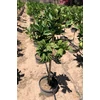 Kép 2/3 - Citrom Buddha keze - Citrus medica var. Sarcodactylis K20 20/30cm T20