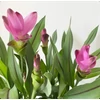 Kép 2/2 - Kurkuma - Curcuma alismatifolia 'Siam Splash' 40/50cm K17cm
