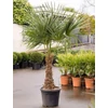 Kép 1/2 - Trachycarpus fortunei