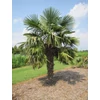 Kép 2/2 - Pálma Kenderpálma kínai TÉLÁLLÓ - Trachycarpus fortunei 60/80cm K19cm