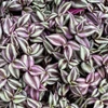 Kép 2/2 - Pletyka lila tarka ámpolnás - Tradescantia zebrina 30/40cm K25cm