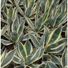Kép 1/3 - Agave americana 'Variegata'