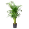 Kép 1/2 - Areca lutescens