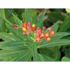 Kép 1/2 - Asclepias curassavica