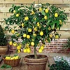 Kép 2/2 - Citrom fagytűrő  - Citrus limon 'Carrubaro' 40/60cm K3l