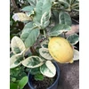Kép 1/2 - Citrus limon 'Variegata'
