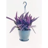 Kép 1/2 - Tradescantia pallida 'Purple Heart'