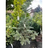 Kép 1/2 - Abies lasiocarpa 'Pyramid'