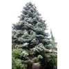 Kép 1/2 - Abies pinsapo 'Kelleris'
