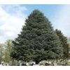 Kép 1/2 - Cedrus libani 'MPH Szent László'