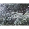Kép 2/2 - Cédrus libanoni - Cedrus libani 'MPH Szent László' 125/150cm FL